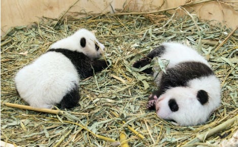 Berlin Zoo to have a pair of pandas by next summer