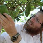 The Italian farmers cultivating an ancient Jewish tradition