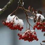 Snow-covered berries on the Feldberg.Photo: Photo: DPA