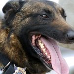 Austrian police dog finds woman’s missing thumb