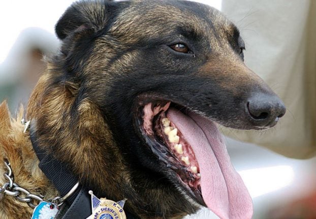 Austrian police dog finds woman's missing thumb