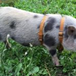 Nation joins hunt after micro-pig Rudi disappears in Hesse