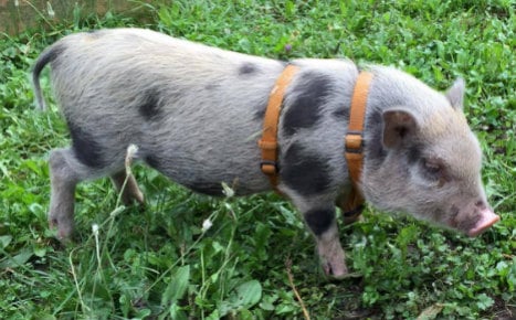 Nation joins hunt after micro-pig Rudi disappears in Hesse