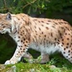 Lynx shot after posing a risk to humans