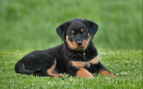 PICS: 11 utterly adorable dog breeds with German heritage