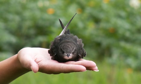 This tiny bird can fly for ten months straight: scientists