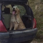 Amatrice man charged for deliberately running over his dog