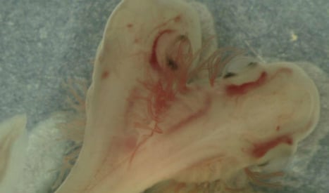 Two-headed shark born in Spanish laboratory