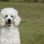 Poodle. This breed is famous for its often elaborate grooming. It's name comes from the German "Pudelhund", which literally translates from Low German as "splash dog", because it was developed as a water retriever.Photo: <a href="http://bit.ly/2fndTth">Pixabay</a>