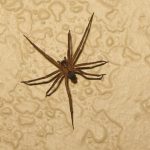 <string>Violin Spider: In 2009, the city of Marseille was overcome with arachnophobia, as one British newspaper described it, when a resident came within hours of dying after being bitten by a "violin spider" in his bed. Reactions to bites can vary but a gangrenous ulcer can develop in some victims, that destroys soft tissue and may take months to heal. If untreated, it can lead to death. The spiders are native to the southern part of the United States.</string>Photo: oakley originals/flickr