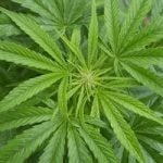 Zurich: Patients should have easier access to cannabis