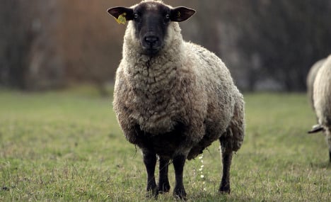 Frenchman, 94, killed in attack by rampaging sheep
