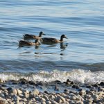Swiss chickens at risk after bird flu hits Lake Constance
