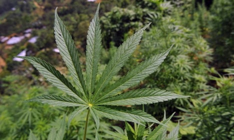 Spanish police bust huge cannabis farm