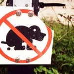 Spanish town uses dog poo DNA to track errant owners