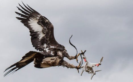 French air force trains eagles to prey on rogue drones