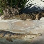 Danish man survives ‘body slamming’ Aussie croc