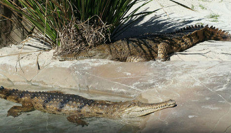 Danish man survives 'body slamming' Aussie croc