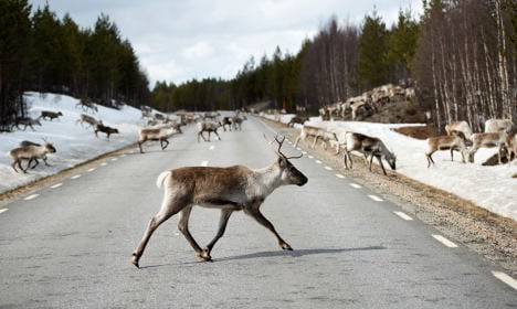 Swedish drivers kill ten reindeer in bloody crash