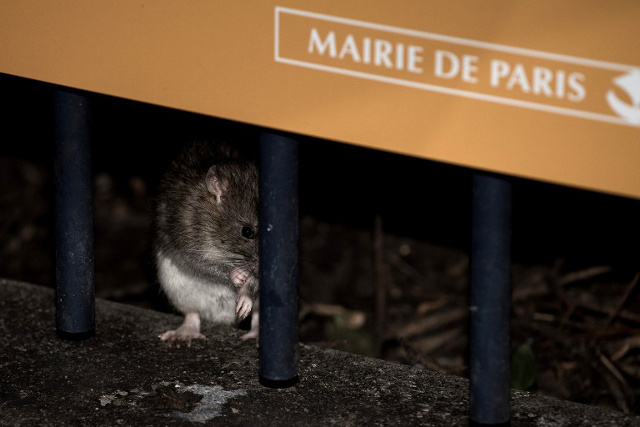 'Stop the Paris rat genocide': Activists call for contraceptives not a 'massacre'