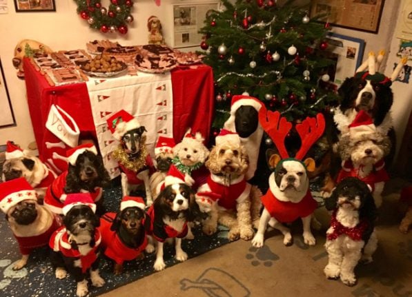 These dogs had a Christmas julbord and it was the cutest thing ever