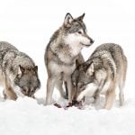 Norway reverses course on wolf ‘slaughter’