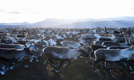 More than 10,000 reindeer killed by cars and trains in five years