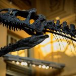 Dinosaur skeleton sells for over €1 million in France