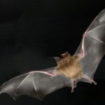 Bats carrying antibodies against rabies-like virus found in Sweden
