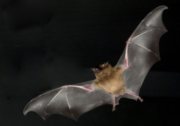 Bats carrying antibodies against rabies-like virus found in Sweden