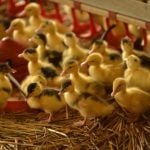France placed on ‘high risk’ alert as bird flu outbreak spreads
