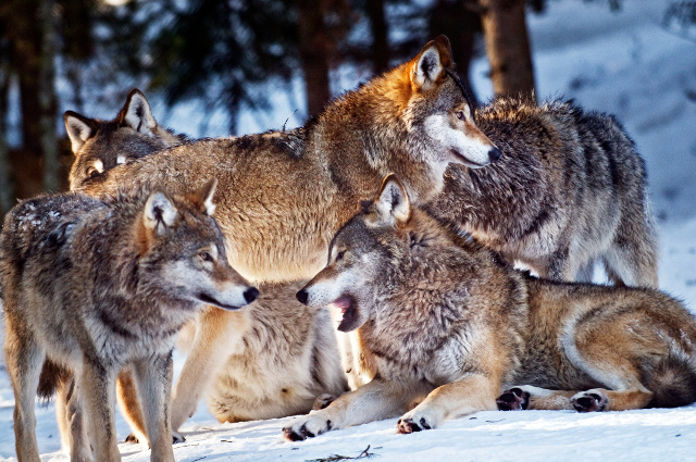 Sweden allows wolf hunt despite outcry