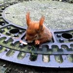 Kardashian-shaped squirrel finally freed from Munich manhole cover