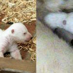 Berlin vs Munich: whose newborn polar bear is cuter?