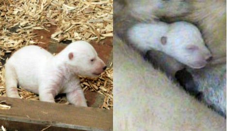 Berlin vs Munich: whose newborn polar bear is cuter?