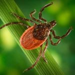 A promising treatment for Lyme disease