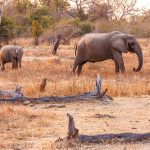 Norwegian dead after elephant attack in Malawi