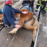 Horse freed from rail crossing