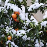 A mandarin orange tree covered with snow in the village of Corigliano Calabro, in the Calabria region.Photo: Alfonso di Vincenzo/AFP