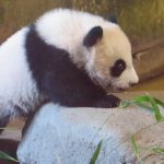 Hello Cutie! Madrid Zoo names its first female panda cub