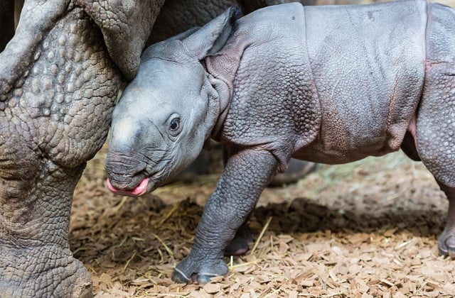 Basel zoo welcomes new baby rhino