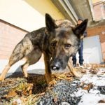 Swedish police dog interrupts ‘intimate’ couple in bizarre break-in