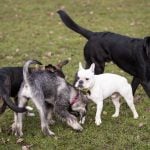 German court can’t bear to separate dogs after owners’ divorce