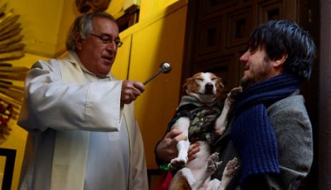 Pet dogs dress up for St Anthony blessing in Madrid church