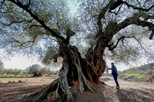 A trip to the land of endangered ancient olive trees