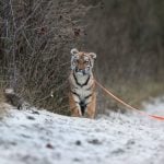 Meet Elsa the tiger cub.Photo: DPA