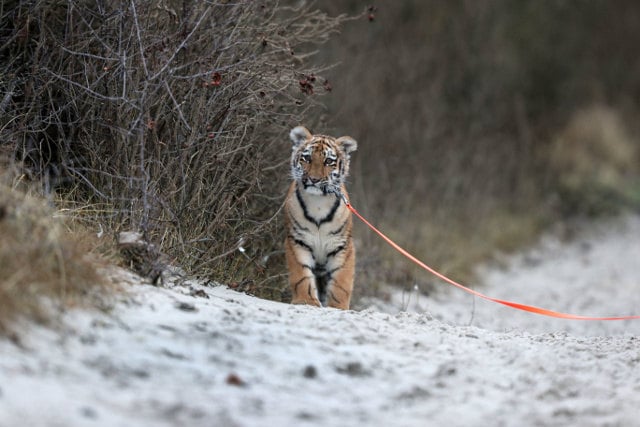 Meet the adorable tiger cub being raised by a German family