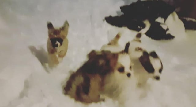 Video: Swedish puppies react to seeing snow for the first time