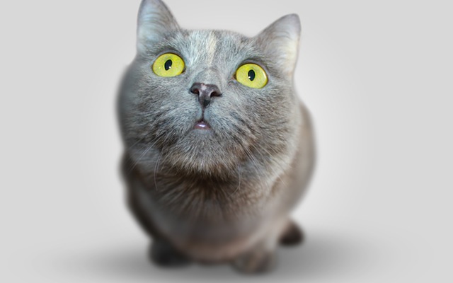 Should Germans have to pay tax on pet cats?