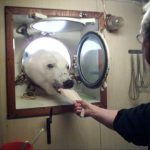 Fake news alert: 17-year-old pic of polar bear visiting Norwegian vessel passed off as new